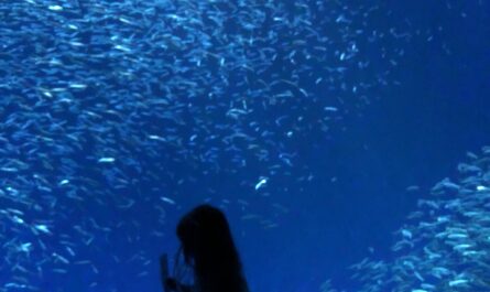 Open Bay Exhibit Monterey Bay Aquarium
